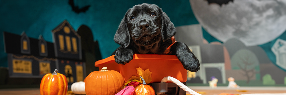 A black Labrador Retriever puppy laying inside a small orange wagon.