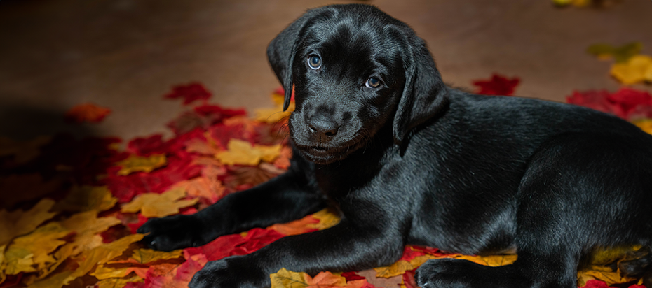A black Labrador Retriever puppy looking at the camera lying in a pile of red, orange, and yellow leaves.