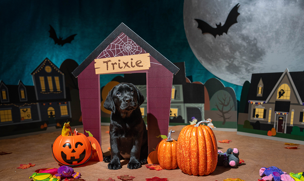 A black Labrador Retriever puppy next to pumpkins and in front of a dog house with 'Trixie' written above the dog door