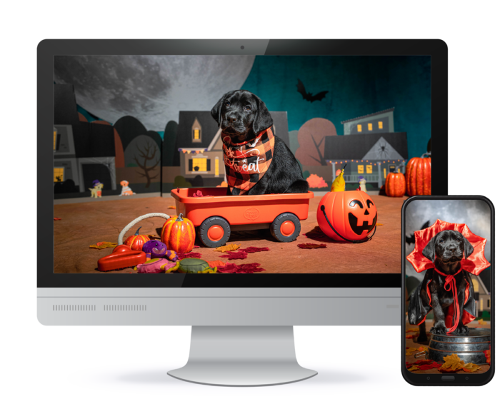 A desktop computer with a photo of a black Labrador puppy inside an orange wagon as the screensaver and a smartphone with a photo of a black Labrador puppy wearing a vampire cape as the screensaver.