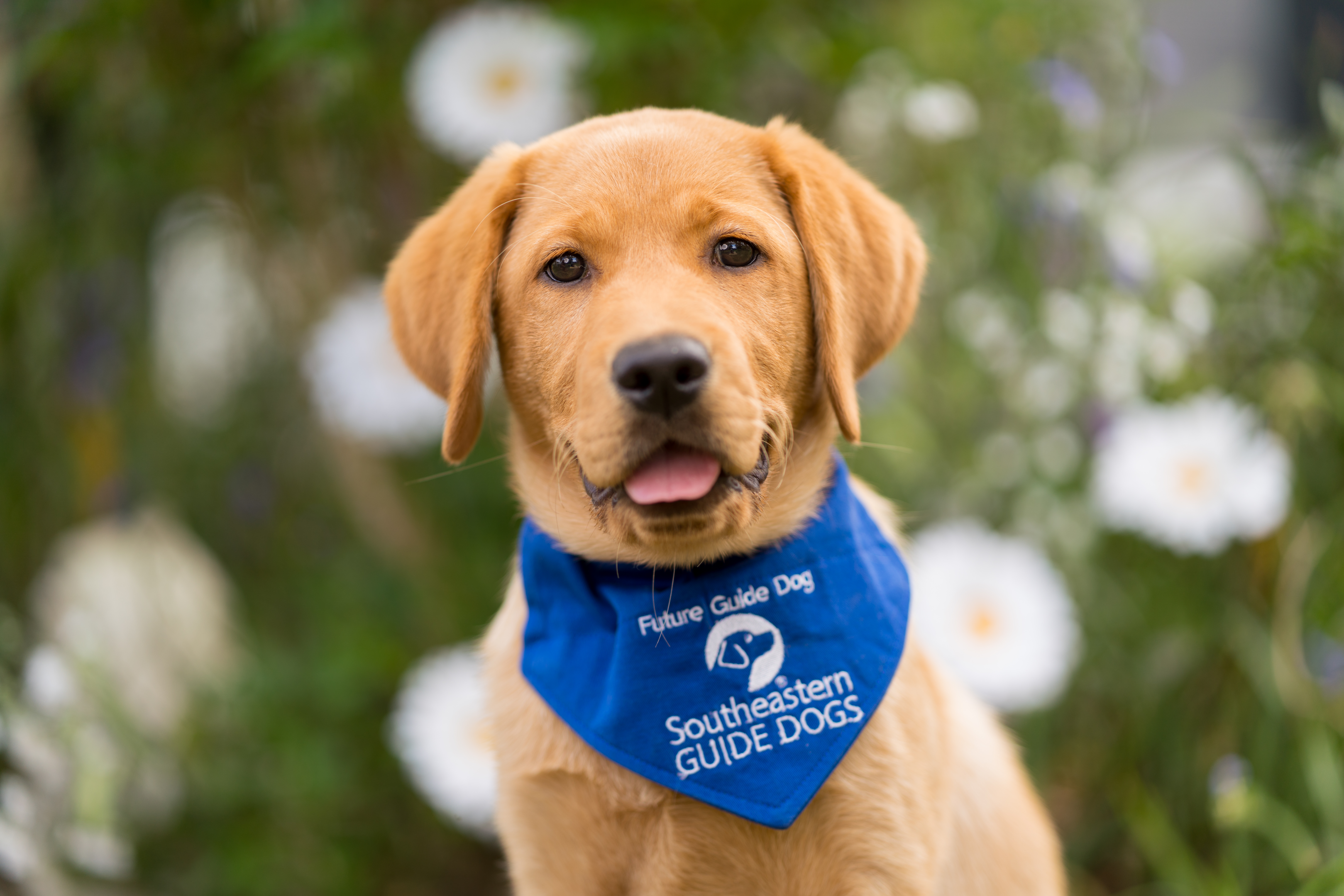 A yellow Labrador puppy with a blue Future Guide Dog bandana around the puppy's neck.