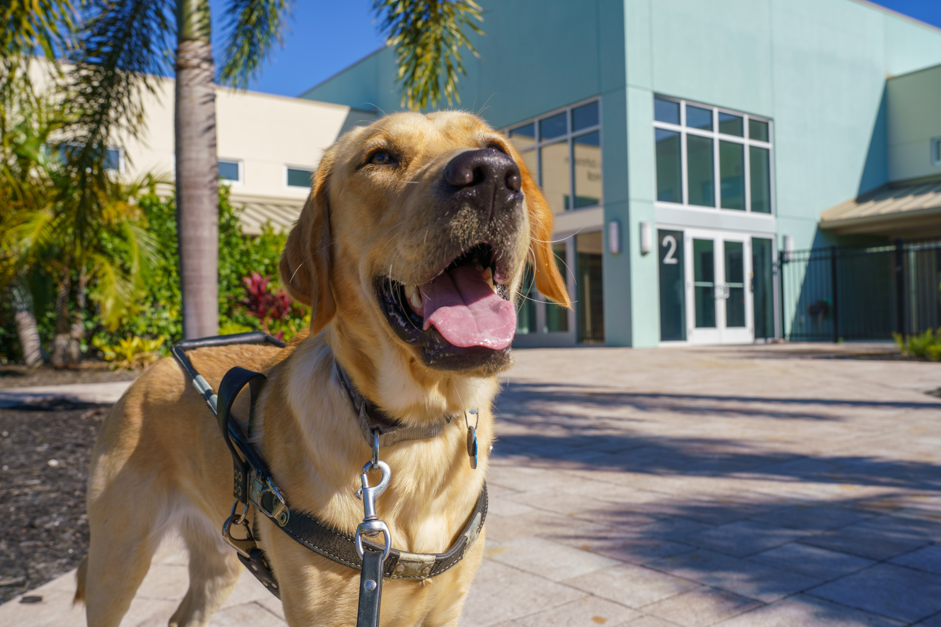 A yellow Labrador standing outside a Dogs Inc building.