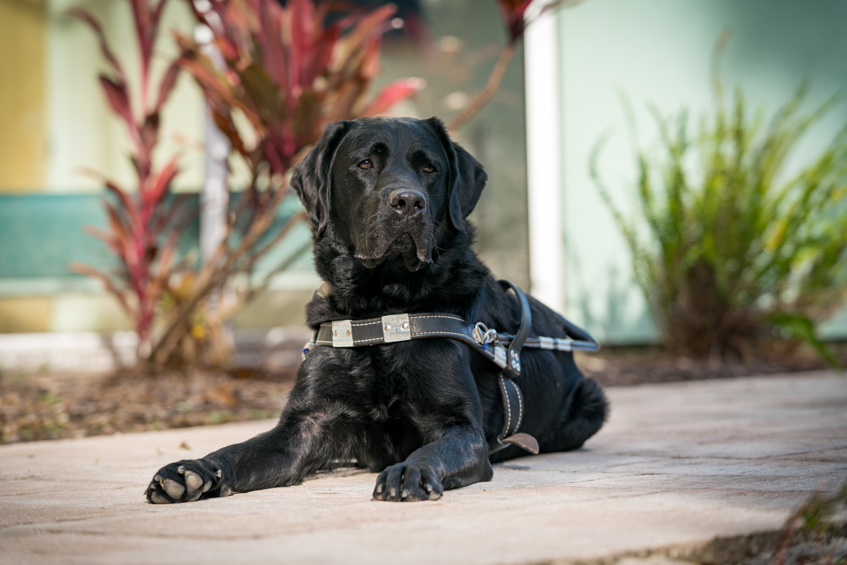 A black Labrador laying outside a Dogs Inc building.