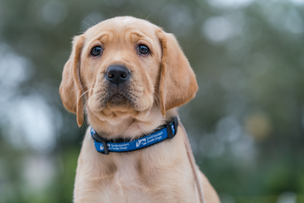 A yellow Labrador puppy sitting outside with a Dogs Inc collar on the puppy's neck.