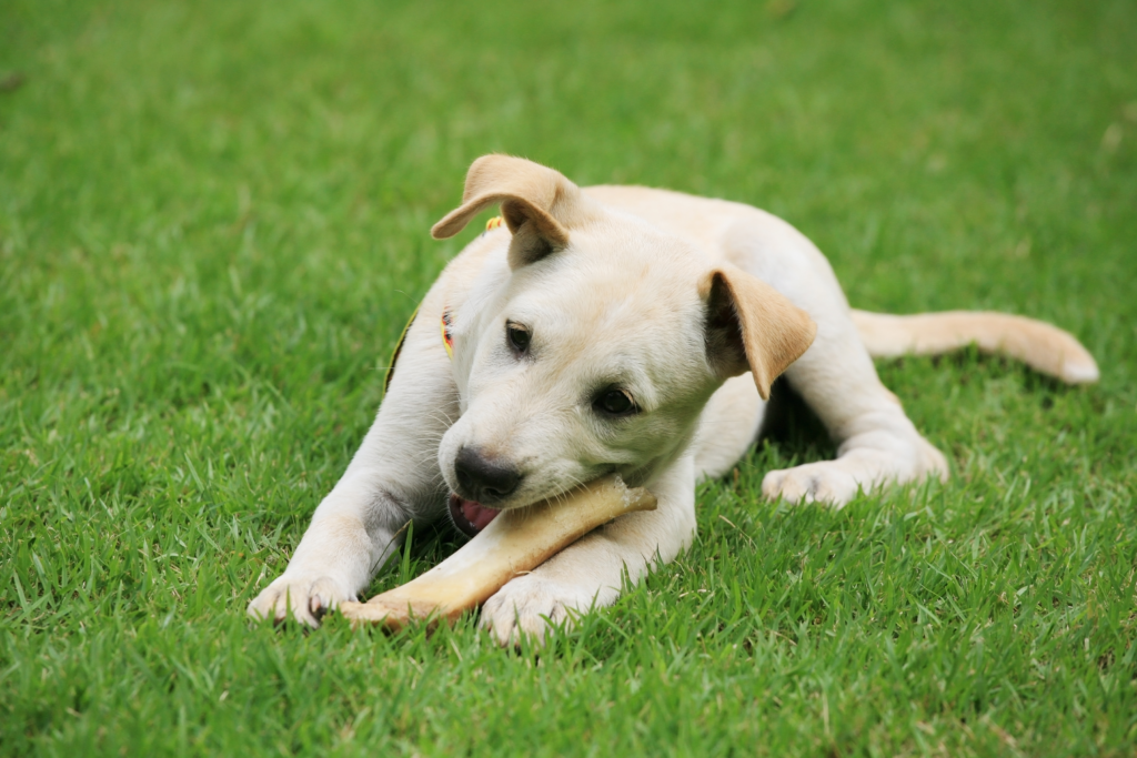 A yellow puppy chewing on a rawhide bone.