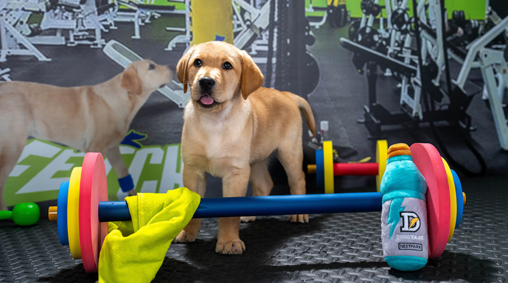 A yellow Labrador puppy stands behind a toy weight bar with an open mouth.