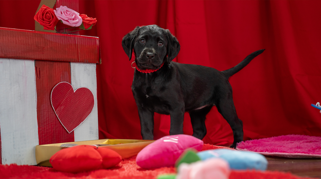 A black Labrador puppy stands next to a red and white kissing booth.