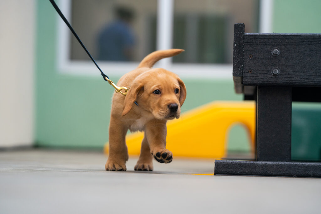 A yellow Labrador puppy walks toward the camera guided on a leash.