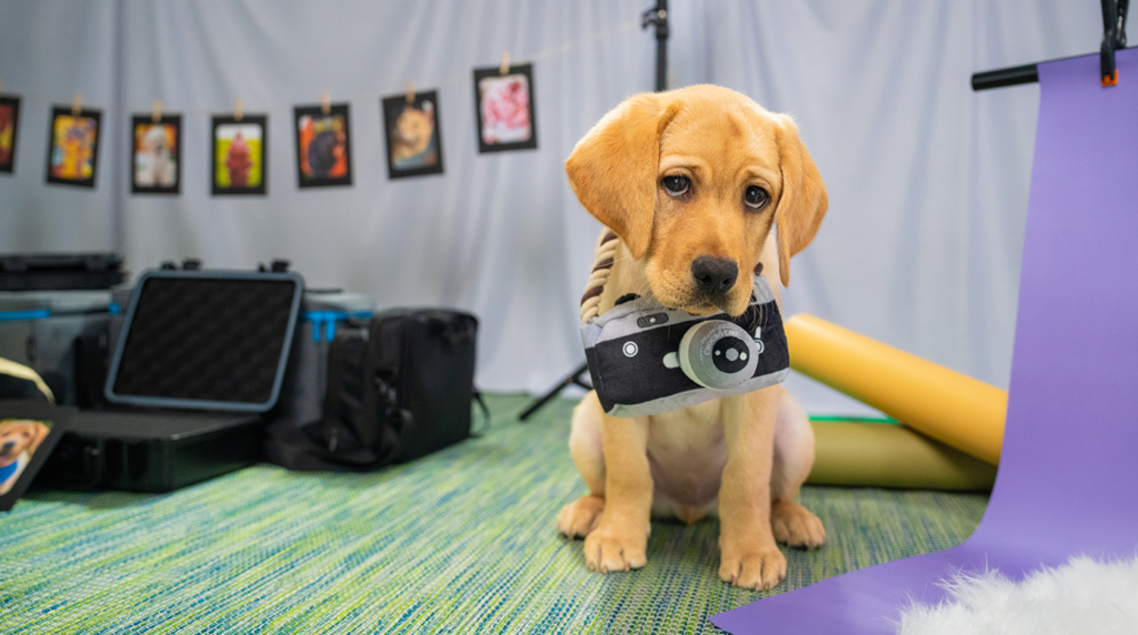 A yellow Labrador puppy sits with a toy camera.