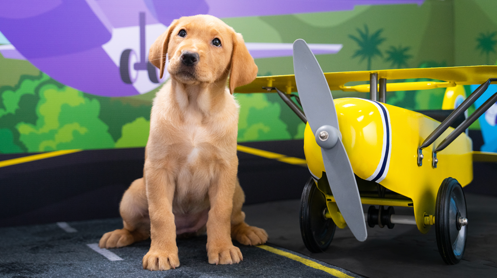 A yellow Labrador puppy sits next to a small yellow airplane.
