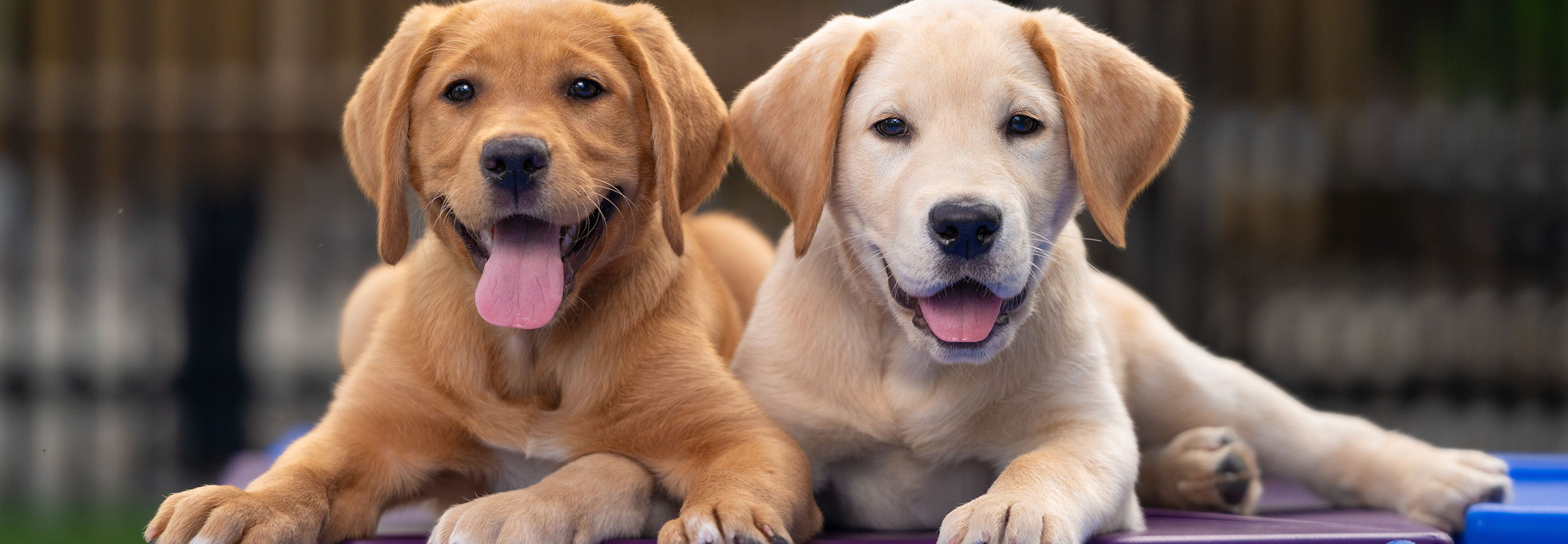 A pair of yellow Labrador puppies lie side by side.