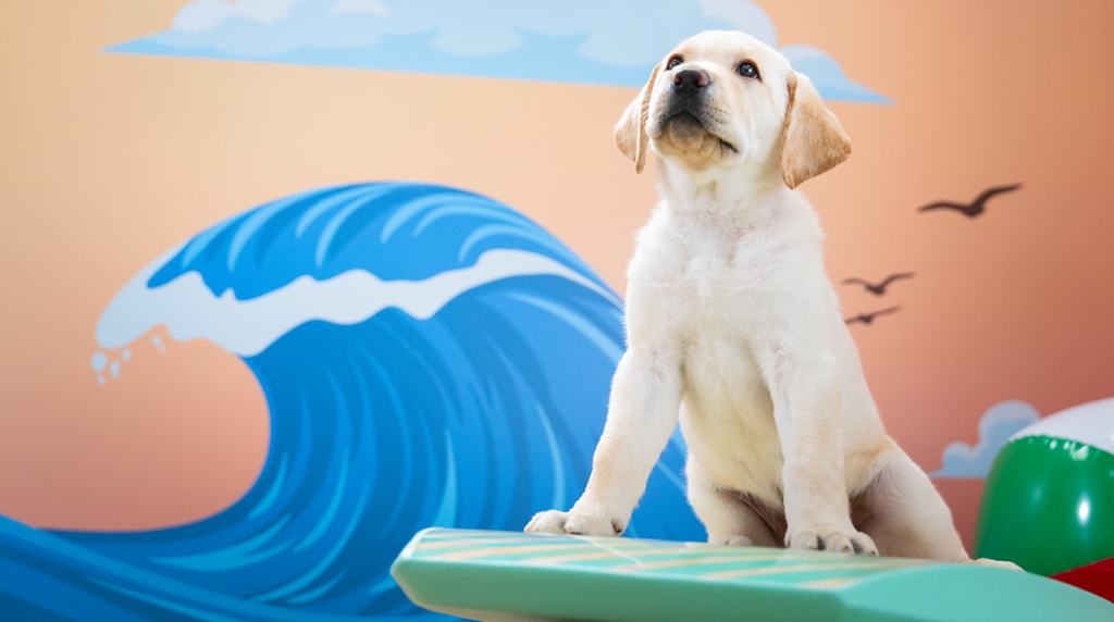 A yellow Labrador puppy stands on a boogie board in front of a ocean wave backdrop.