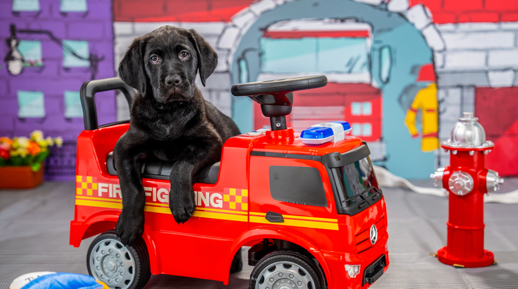 A black Labrador puppy lays on the seat of a small fire truck.