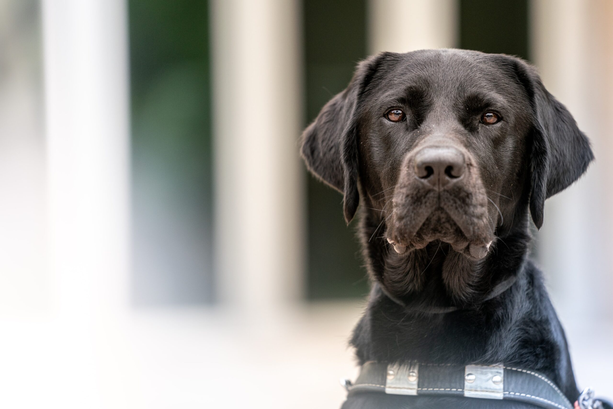 A black Labrador sits in a guide dog harness and looks at the camera lens.