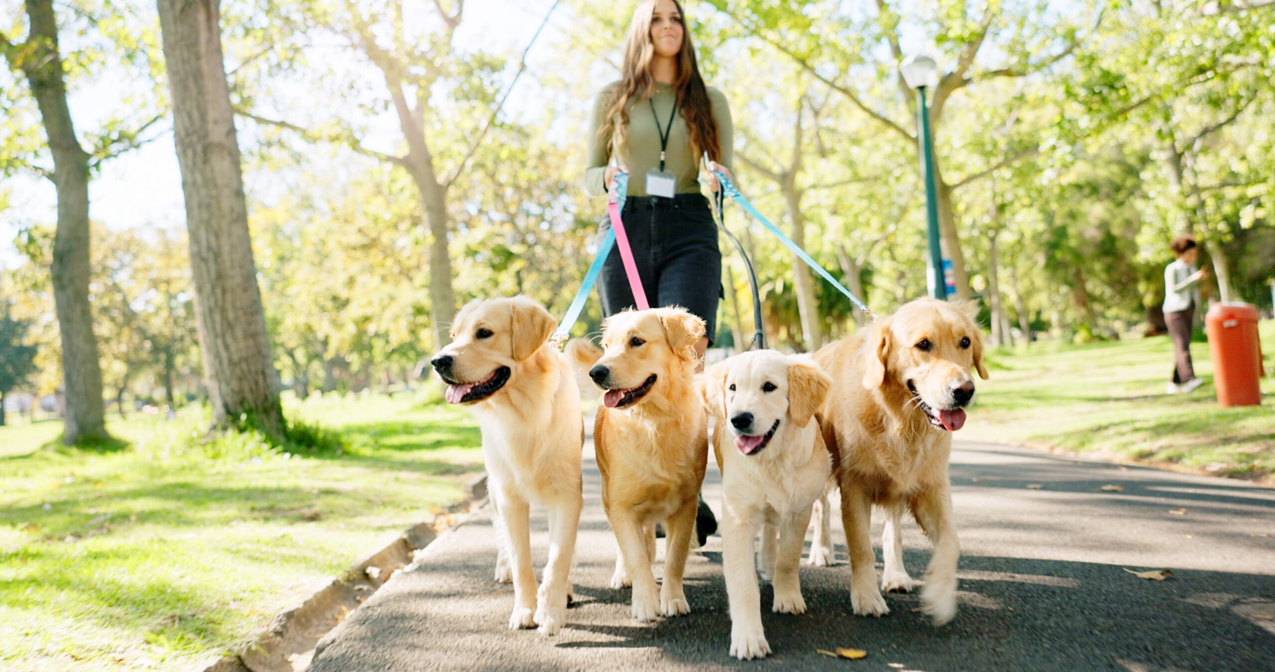 A female walks four Golden Retrievers at an outdoor park.