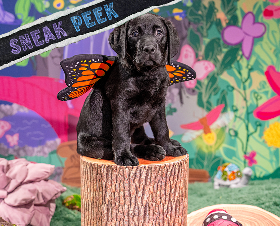 A black Labrador puppy sits on a tree stump with a pair of orange butterfly wings on and a "Sneak Peek" graphic in the left corner.