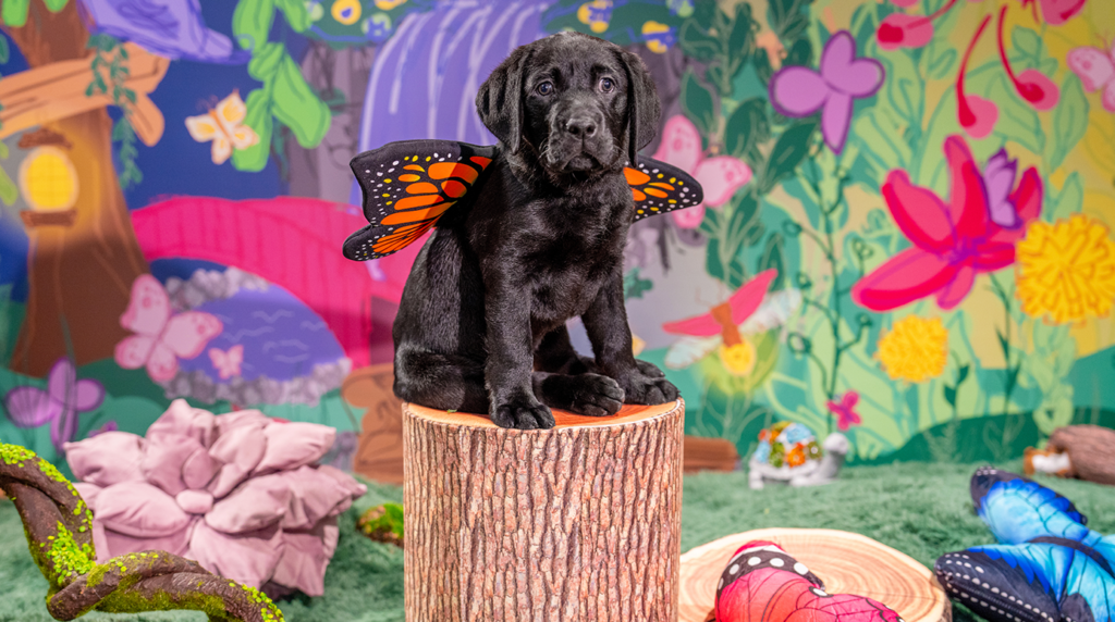 A black Labrador puppy sits on a tree stump with a pair of orange butterfly wings on.