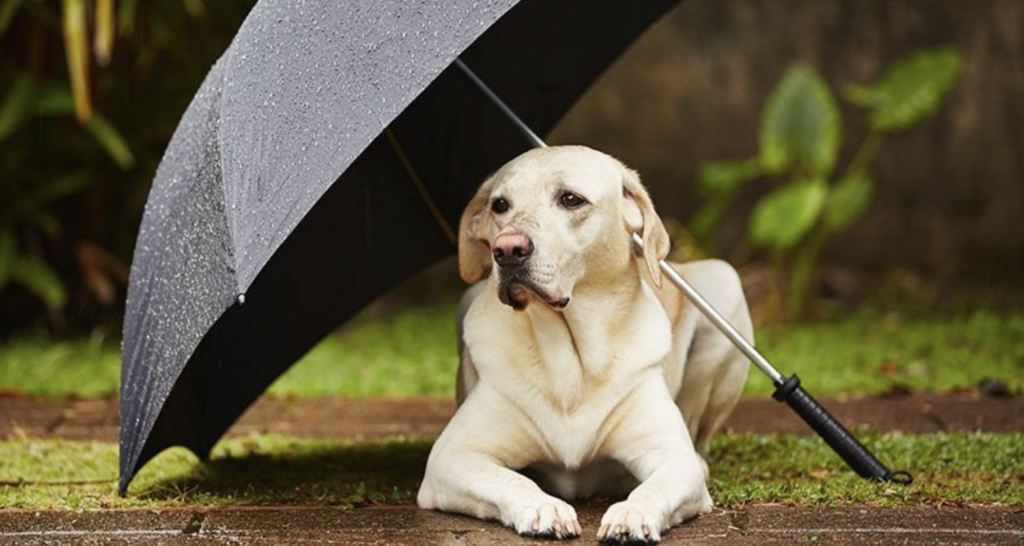 A yellow Labrador lays outside under a black umbrella.