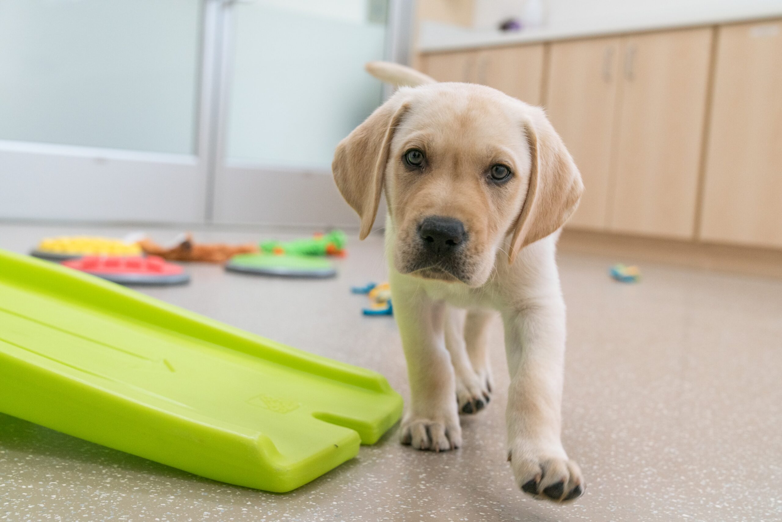 A yellow Labrador puppy walks forward with dog toys behind him.