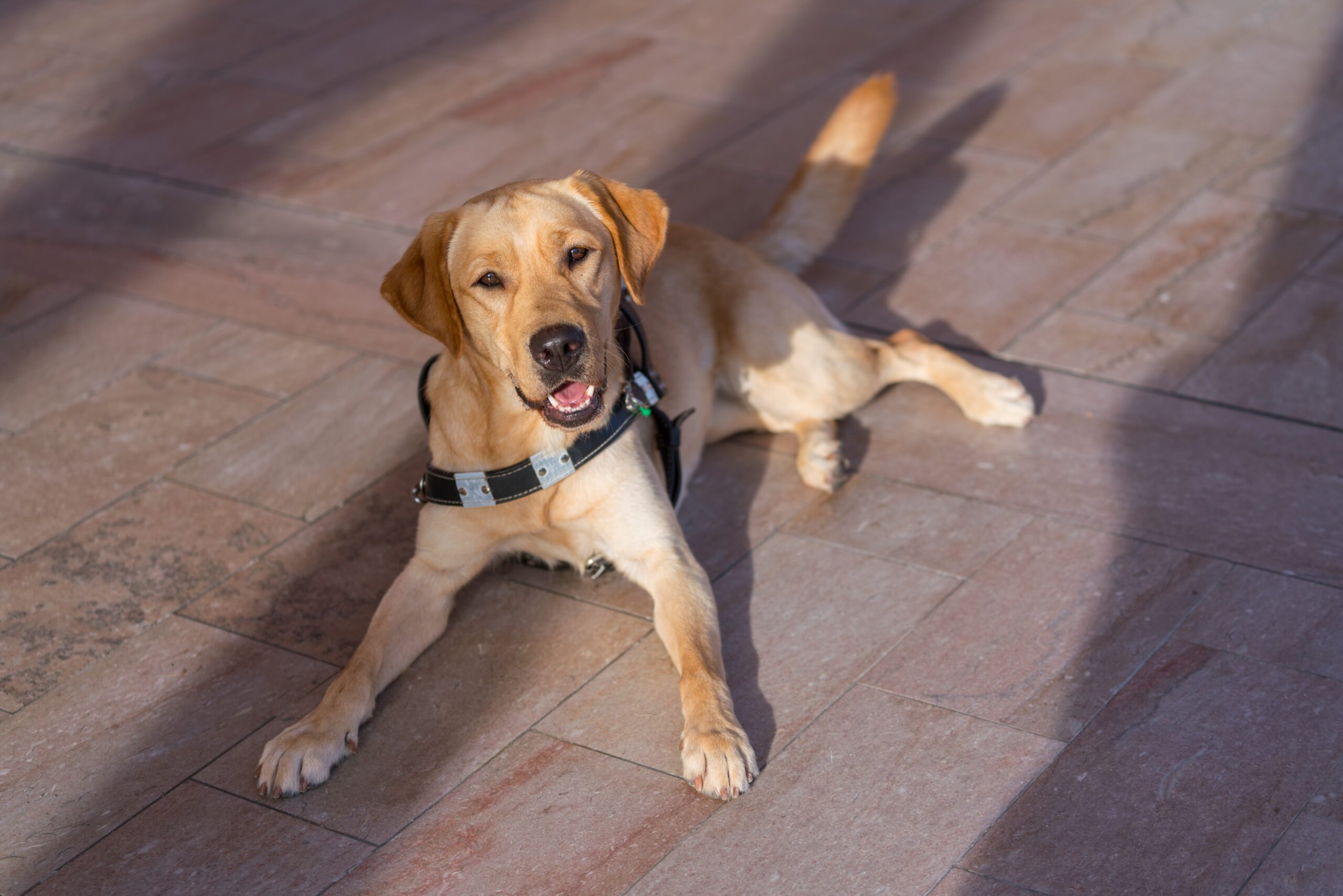 A yellow Labrador guide dogs lays on the hardwood floor and looks into the camera.