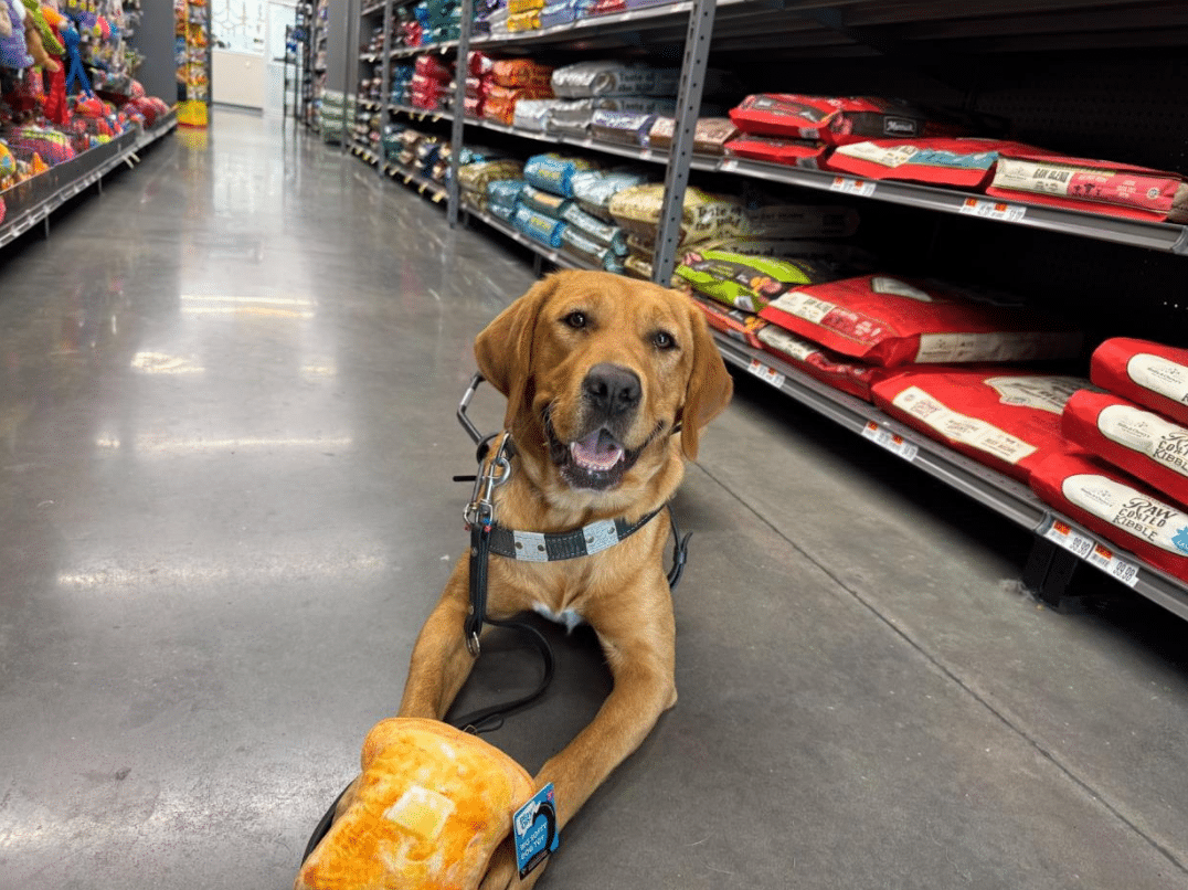 A red Labrador dog lays on the floor of a store with a plush toy in its paws.
