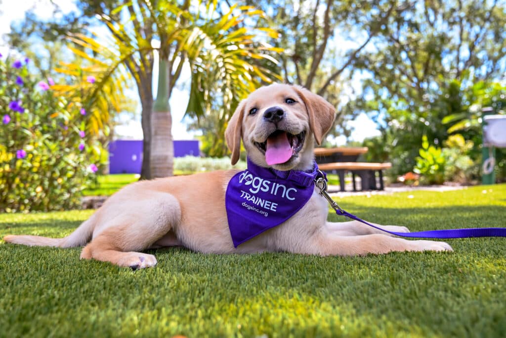 A yellow Labrador puppy lays on grass with its tongue out and wears a purple bandana that reads "Dogs Inc Trainee"in a white font.
