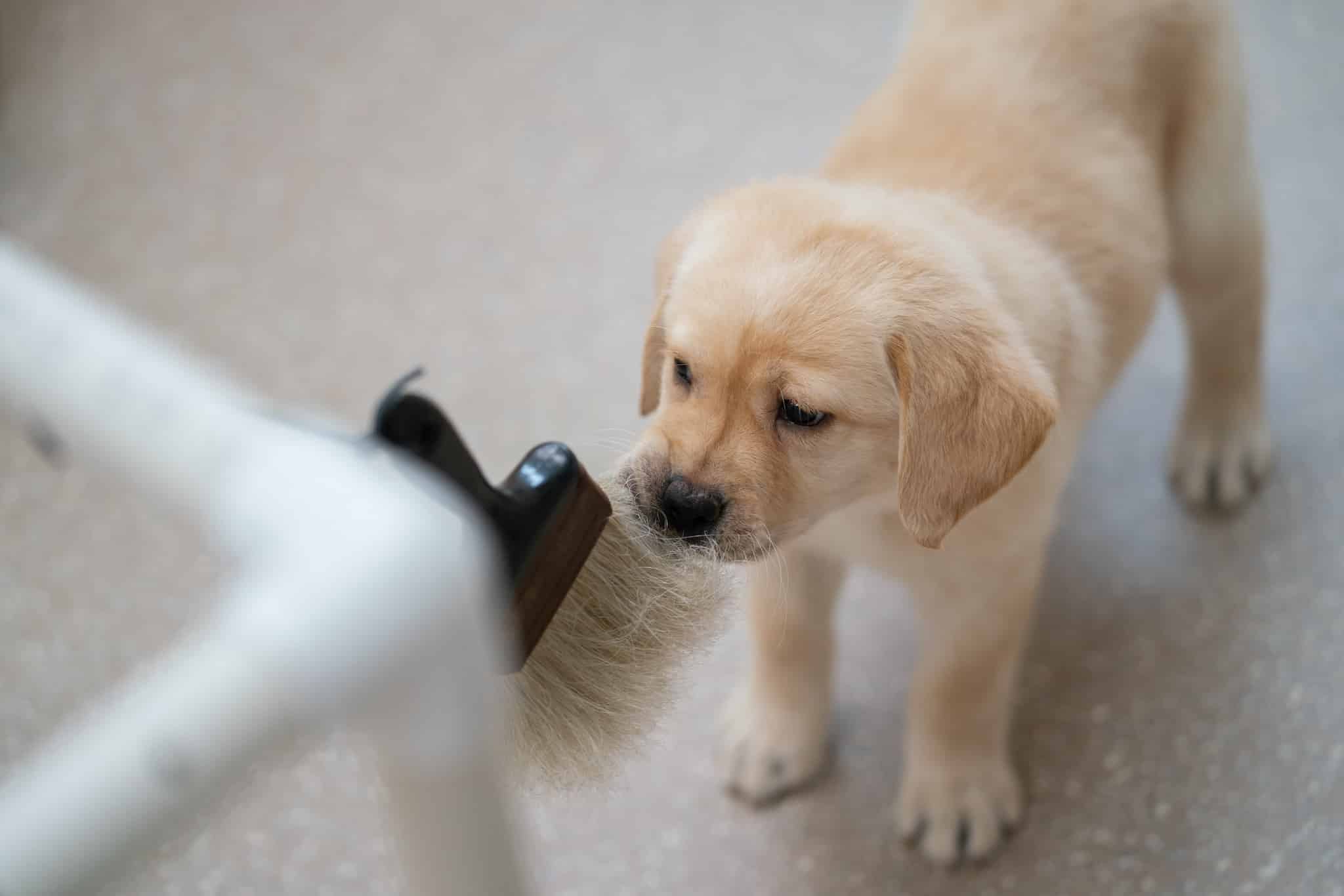 SAP Melody PD 1-271.jpg