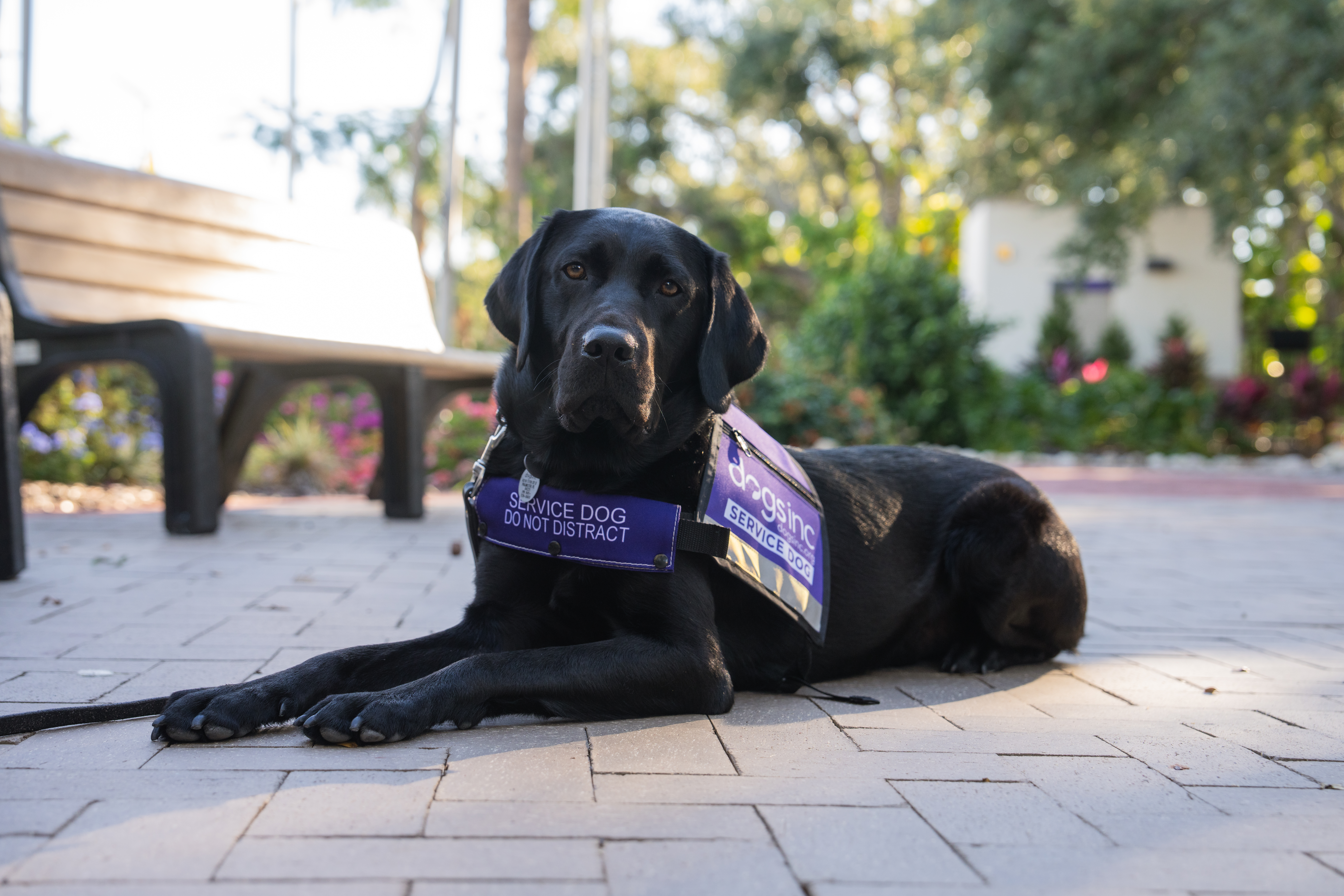 A black Labrador service dog wears a purple vest with white text that reads, "Dogs Inc Service Dog"