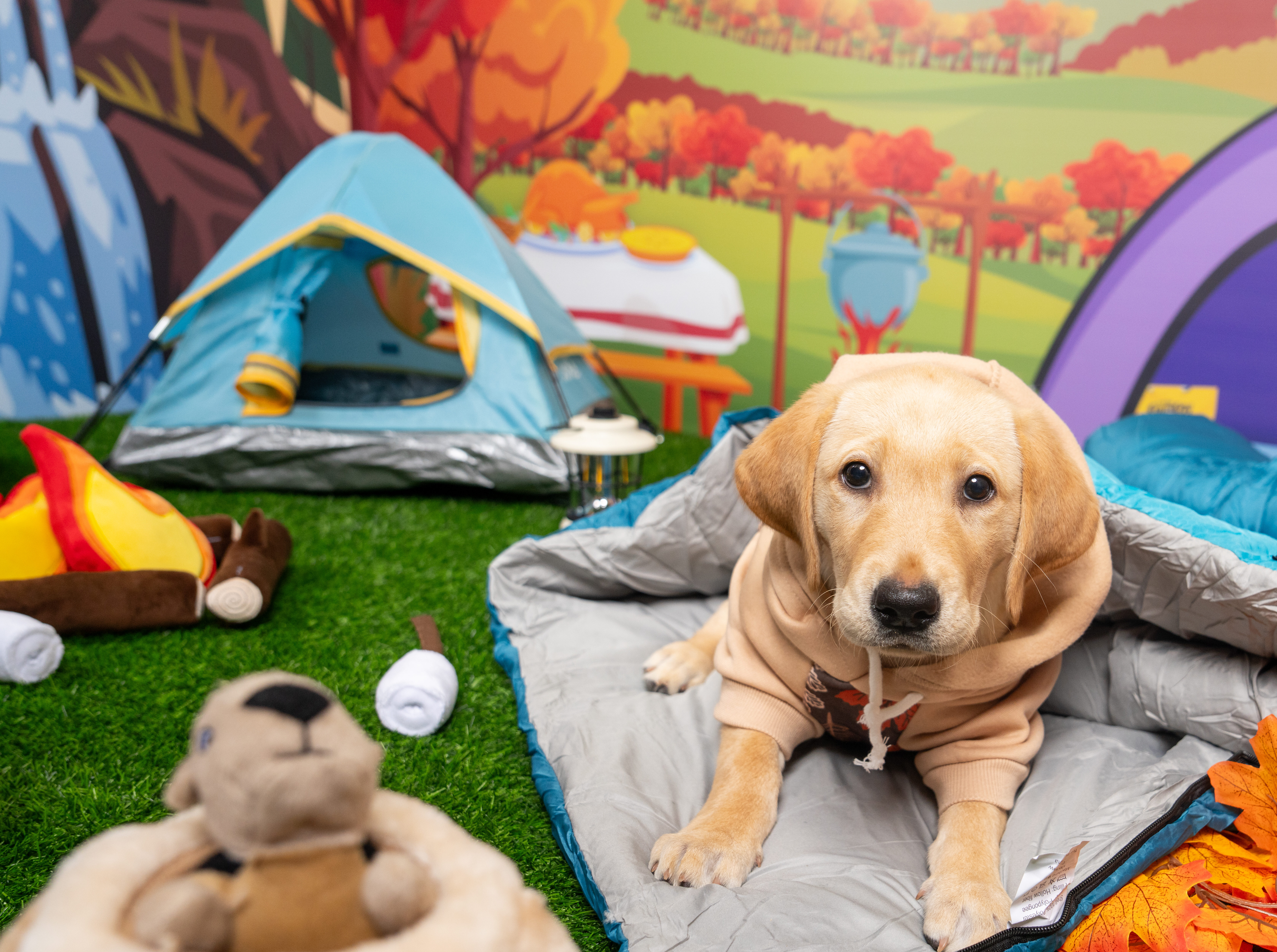 A yellow Labrador puppy wears a tan hoodie and sits on a small blue and grey sleeping bag. A blue and yellow tent sits next to a stuffed campfire toy in the background. A stuffed gopher plushie sits in the foreground.