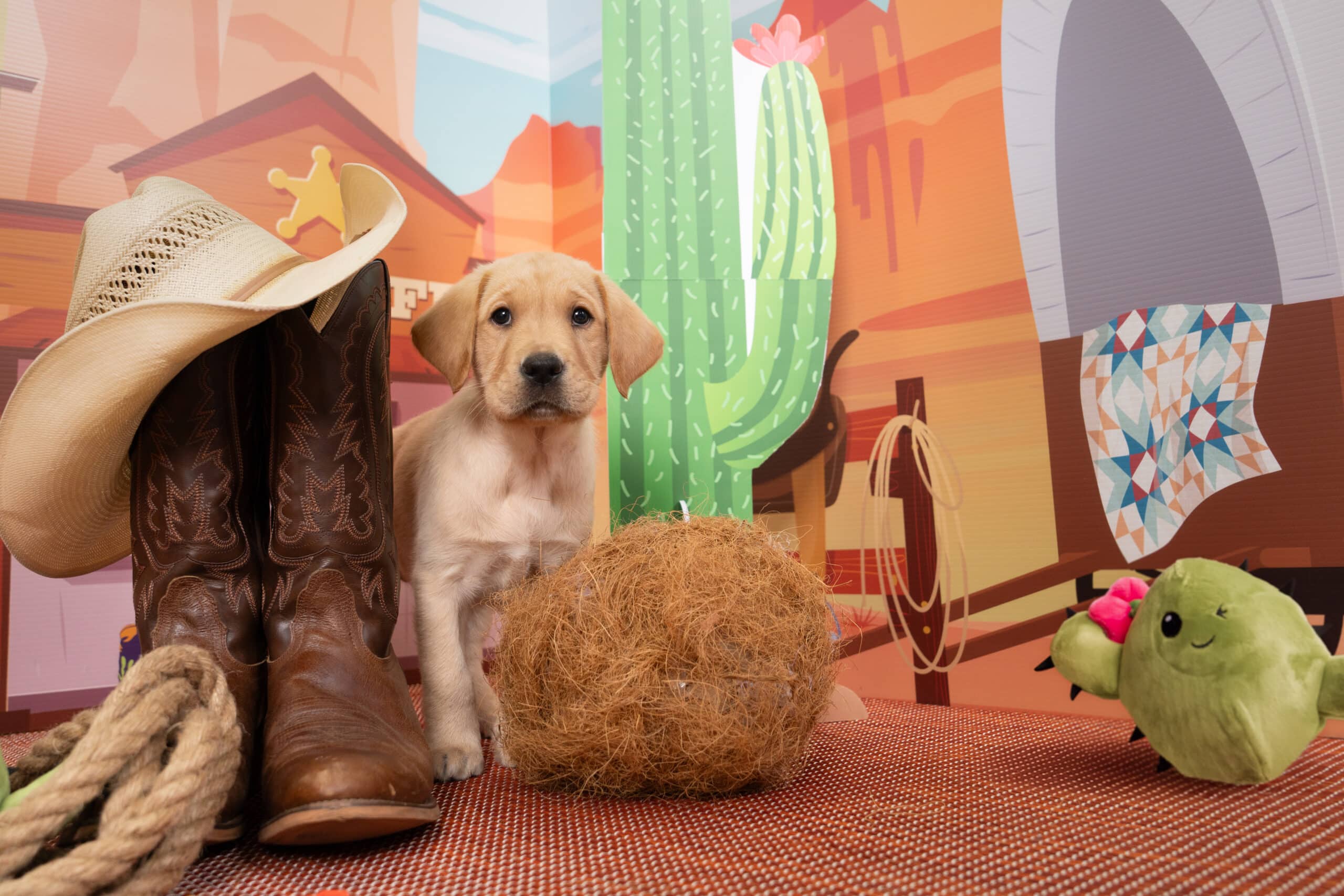 A yellow Labrador puppy stands in front of a western-themed background beside a pair of brown cowboy boots, a tan cowboy hat, a rope, and a fake tumbleweed.