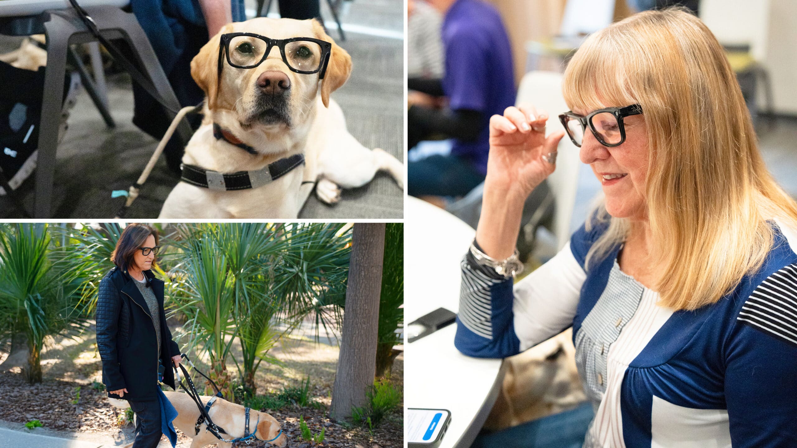 A collage of three images showing two women and a yellow Labrador wearing smart glasses