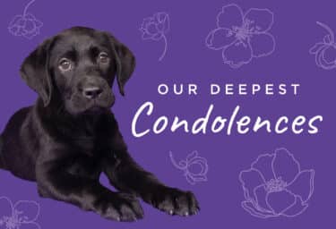 A black Labrador puppy lays and looks at the camera in front of a purple background. White flowers surround the puppy and white text reads, "Our deepest condolences"