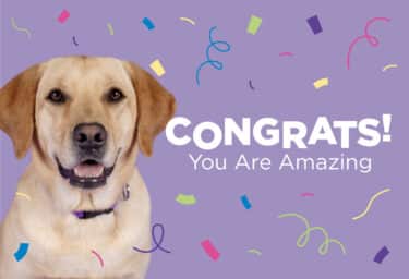 A yellow Labrador sits with its mouth open. Purple, green, pink, yellow, and blue confetti surrounds the dog, and white text reads, "Congrats! You Are Amazing"