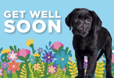 A black Labrador puppy stands and looks at the camera. Purple, green, pink, yellow, and blue flowers line the bottom of the image and white text reads, "Get well soon"