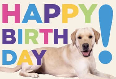 A yellow Labrador lays with its tongue out. Purple, green, pink, yellow, and blue text reads, "Happy Birthday!"