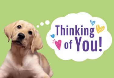 A yellow Labrador puppy sits in front of a green background with its head tilted. Purple text in a white thought bubble reads, "Thinking of you!" Pink, blue, and yellow scribbled hearts surround the text.