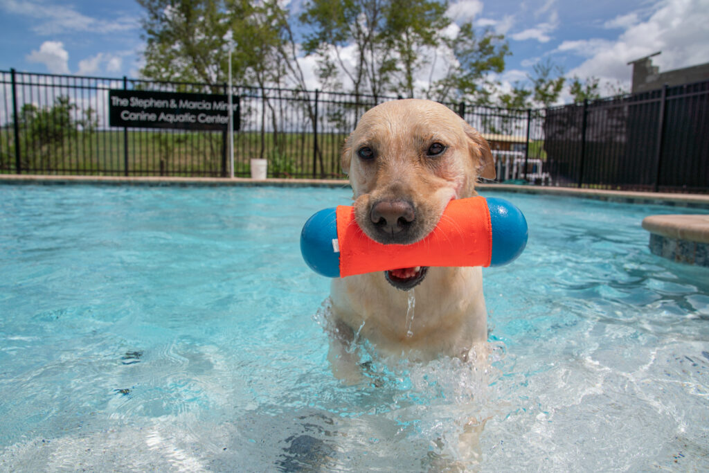 A Labrador Retriever in a swimming pool carries a flotation toy for training in its mouth with a sign in the background that reads "The Stephen & Marcia Miner Canine Aquatic Center".