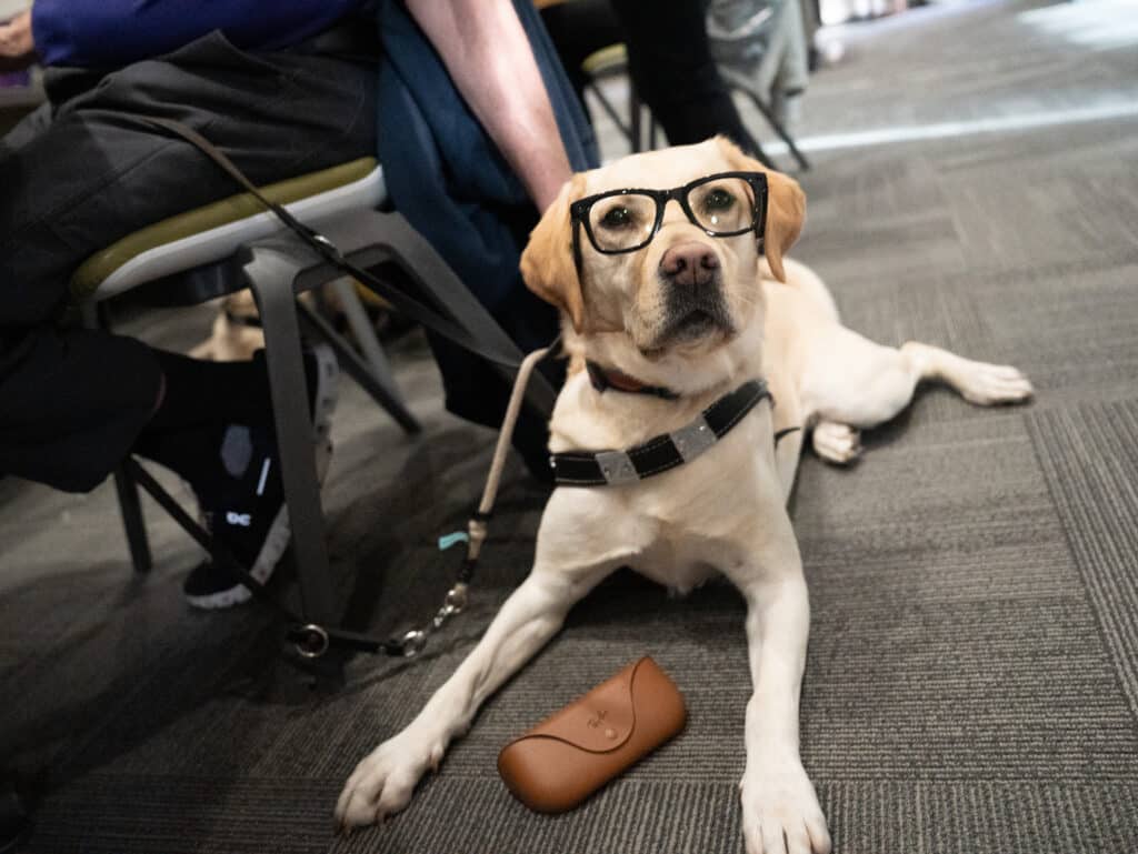 A yellow Labrador Retriever wearing eyeglasses lies on the floor beside a chair, with a glasses case nearby.