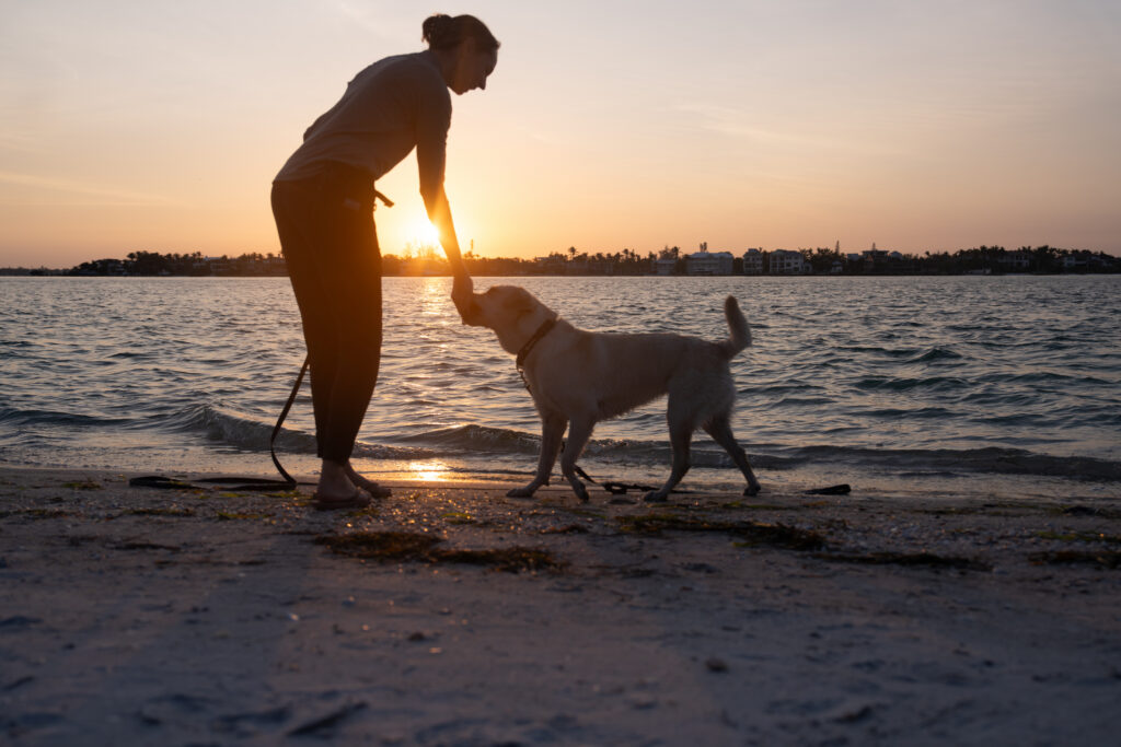 A woman rewards a Labrador Retriever on a beach during sunset.