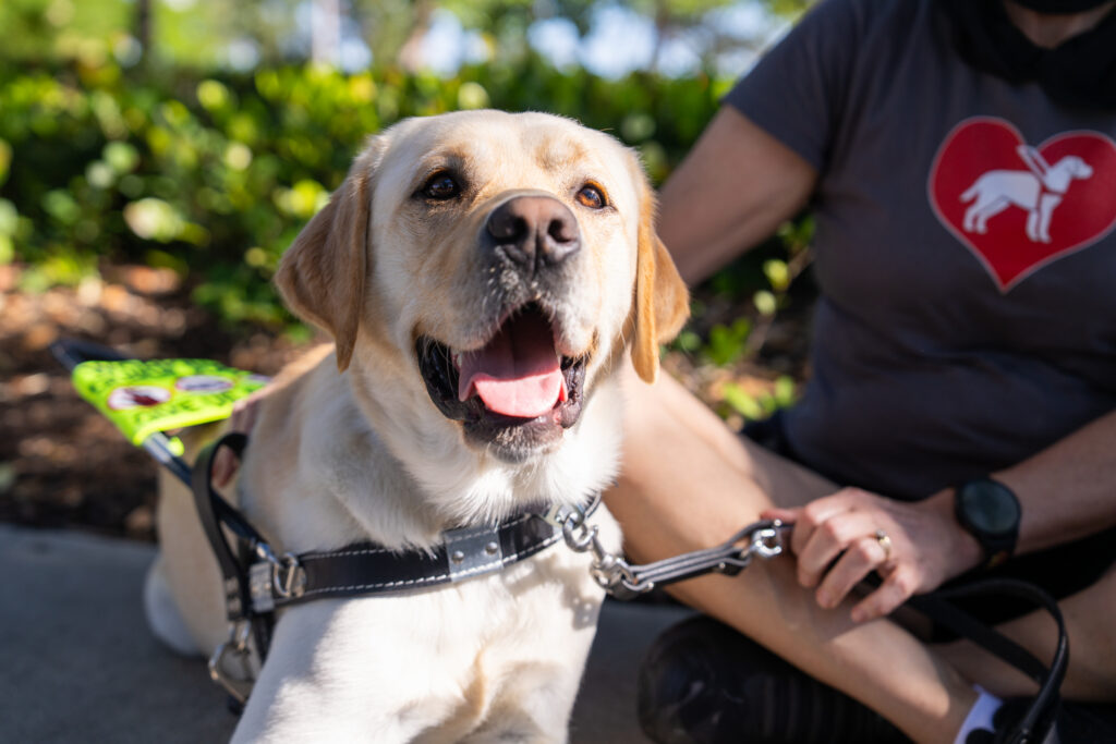 A Labrador Retriever wearing a guide dog vest sits outside in a sunny park setting next to its guardian whose face is obscured but is seen wearing a shirt with a guide dog logo.