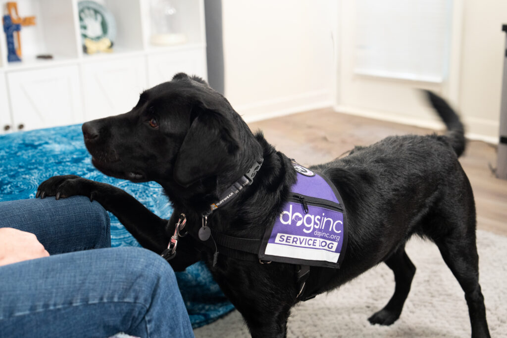 A black lab wearing a purple "Dogs Inc Service Dog" vest places its paw on its guardian's leg.