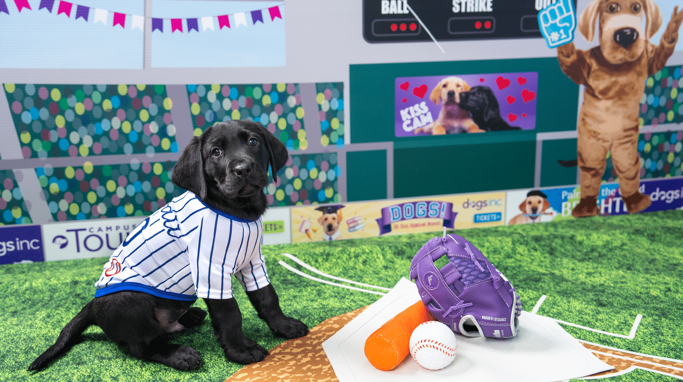 A black Lab puppy wearing a pinstripe jersey sits on a baseball-themed set next to props such a purple glove, a toy ball, and an inflatable bat.