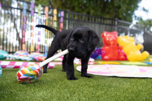 A black Labrador Retriever puppy chews on the handle of an over-sized lollipop toy on the grass with Candyland-themed props in the background.