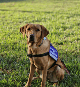 A service dog wearing a purple "Dogs Inc Service Dog" vest sits outside on the grass.