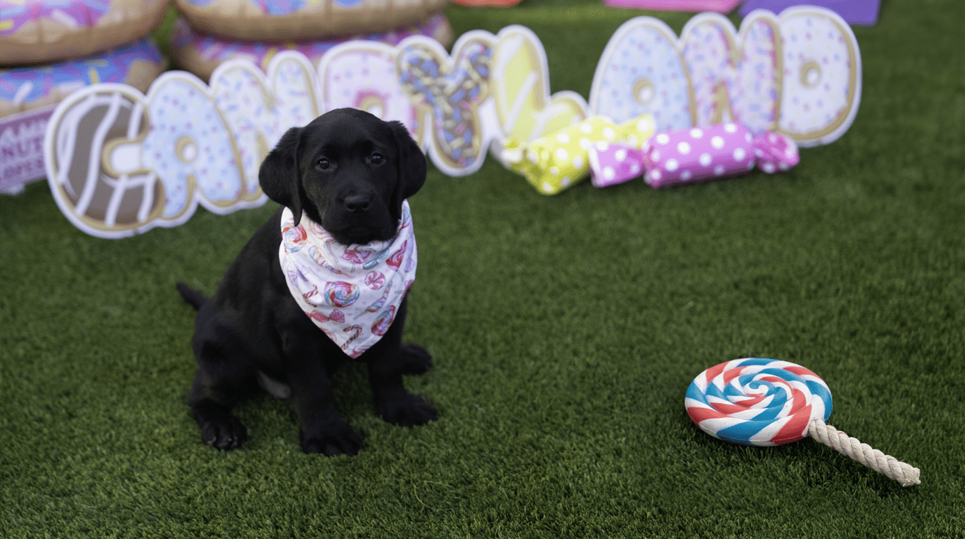 Black Labrador Retriever puppy wearing a candy-patterned bandana sits on grass with a colorful candy toy and Candyland-themed decorations in the background.