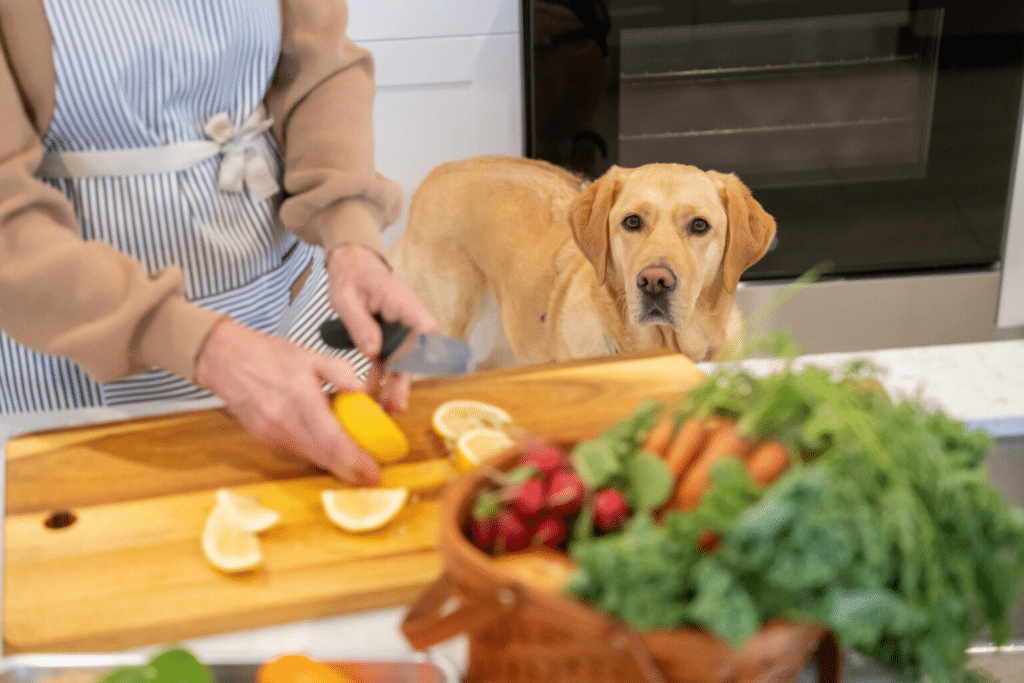 A Labrador Retriever attentively watches a woman as she cuts lemons on a cutting board in the kitchen.