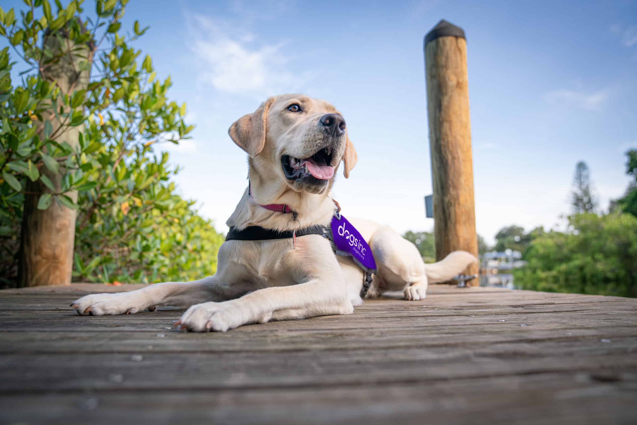 A labrador retriever named Chloe with a purple "dogs inc" service dog vest lies on the dock on a sunny day.