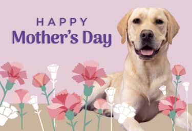 A greeting card that reads "Happy Mother's Day" featuring a Labrador Retriever surrounded by illustrated flowers set against a pink backdrop.