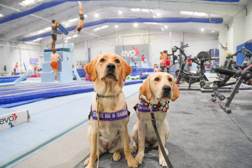 Calm Service Dog Training: Why 'Calm' Is the Most Important Skill a Service Dog Can Learn