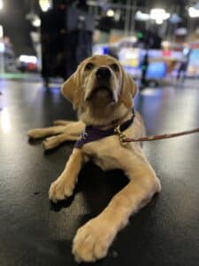 Calm Service Dog Training: Why 'Calm' Is the Most Important Skill a Service Dog Can Learn